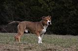 AMSTAFF ADULT 392